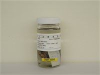 藏品(麻雀)的圖片